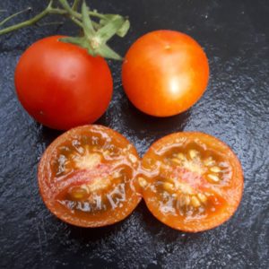 Normale Tomaten - Samen