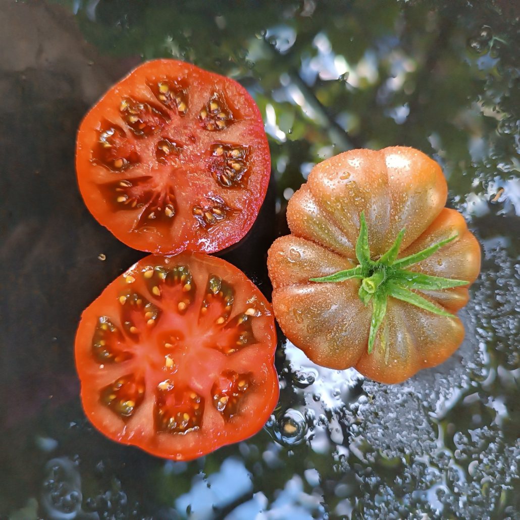 Tim´s Black Ruffled – Karierte Tomate